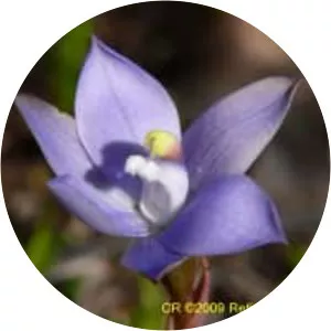 Thelymitra granitora