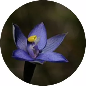 Thelymitra holmesii