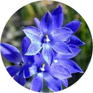 Thelymitra ixioides - Plants