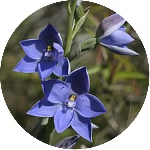 Thelymitra juncifolia - 