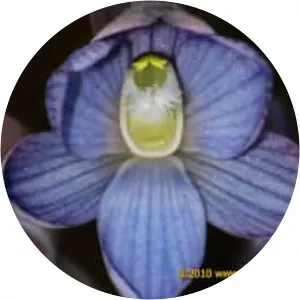 Thelymitra kangaloonica