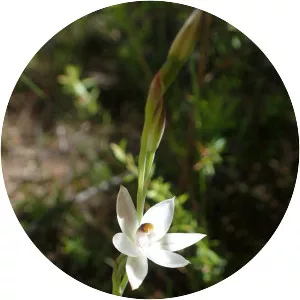 Thelymitra longifolia - 