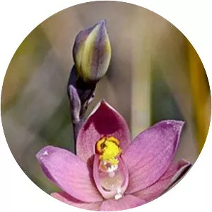 Thelymitra luteocilium