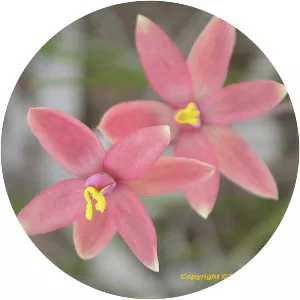 Thelymitra × mackibbinii