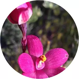 Thelymitra × macmillanii