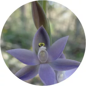 Thelymitra macrophylla - 