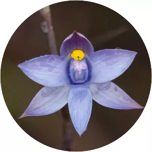 Thelymitra malvina