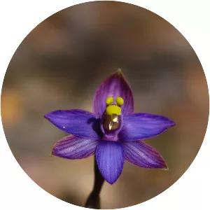 Thelymitra matthewsii - 