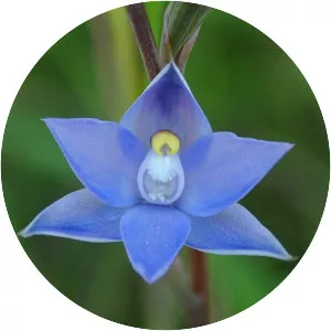 Thelymitra nuda