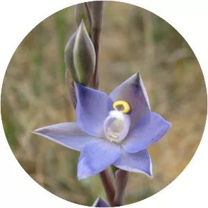 Thelymitra pauciflora - 