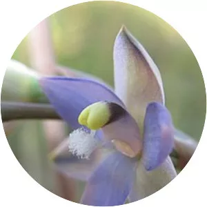 Thelymitra peniculata