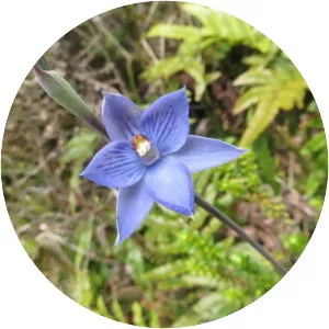 Thelymitra pulchella