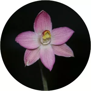 Thelymitra rubra - 