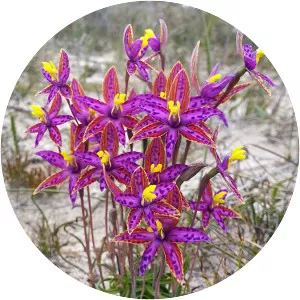 Thelymitra speciosa - 