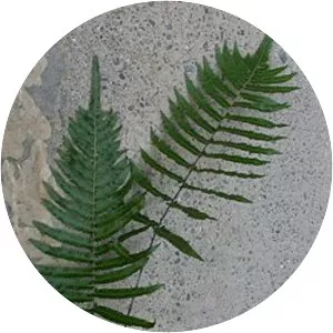 Thelypteris acuminata - 