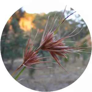 Themeda triandra