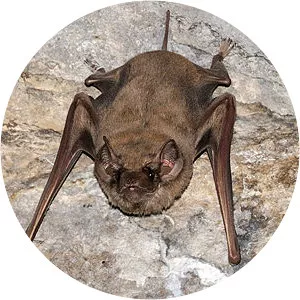 Theobald's tomb bat - Animal