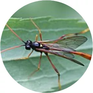 Therion circumflexum