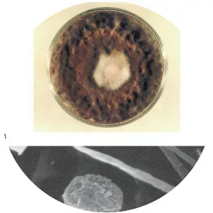 Thermomyces lanuginosus