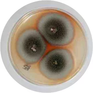 Thermomyces - 
