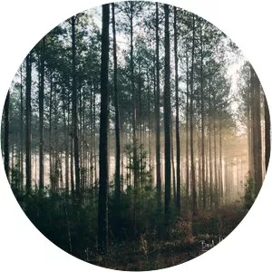 they dream by day boil the ocean