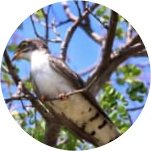 Thick-billed cuckoo