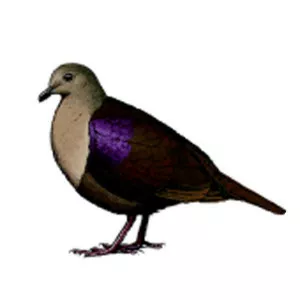 Thick-billed ground dove - Bird
