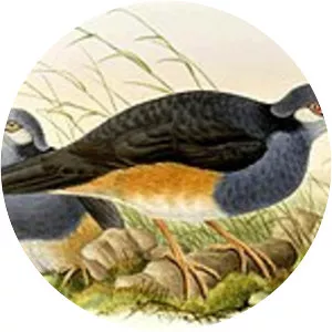 Thick-billed ground pigeon