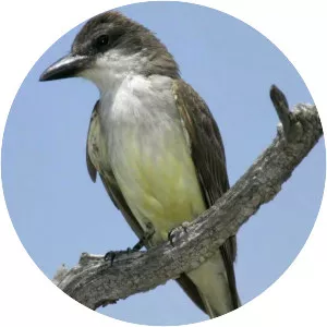 Thick-billed kingbird