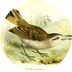 Thick-billed miner - Bird