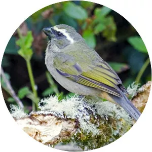 Thick-billed saltator - Bird