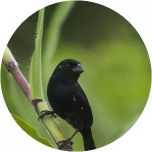 Thick-billed seed finch