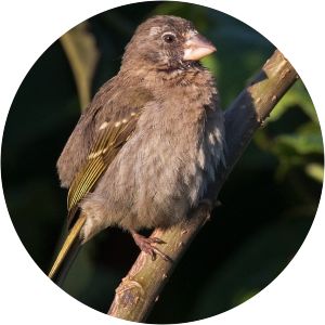 Thick-billed seedeater - Birds