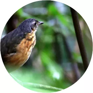 Thicket antpitta