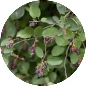 Thicket shadbush - Plants