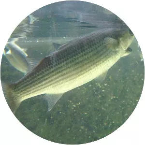 Thicklip grey mullet