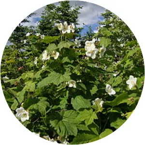Thimbleberry