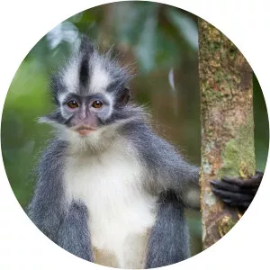 Thomas's langur - Primate