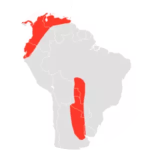 Thomas's Mastiff Bat - Animal