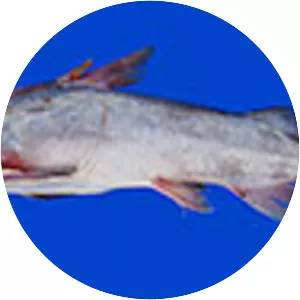 Thomas sea catfish - 