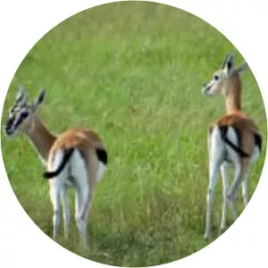 Thomson's gazelle