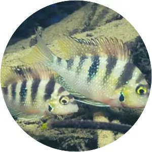 Thorichthys helleri - 