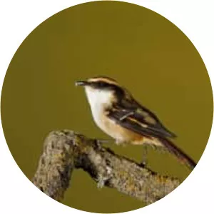 Thorn-tailed rayadito