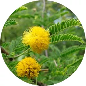 Thorn trees - Plants