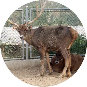 Thorold's deer - Animal