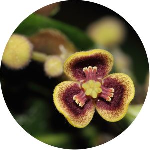 Thottea siliquosa