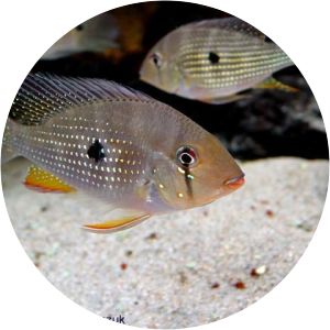Threadfin acara - Animal