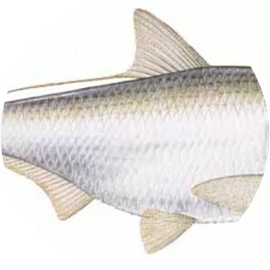 Threadfin shad