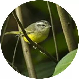 Three-banded warbler - Bird