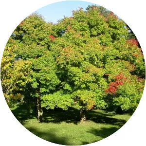 Three-flowered maple